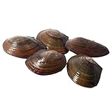 Teich Schnecken & Muscheln