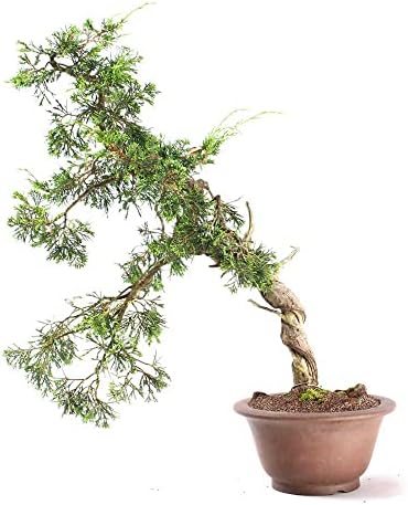 Bonsai Shimpaku Itoigawa 16 anos