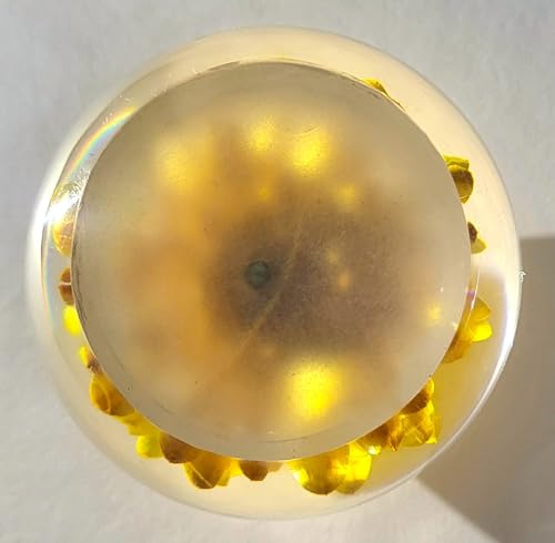 Image of 60mm Real Golden Everlasting Daisy Strawflower in Clear Lucite Resin Ball April Birth Month Flower Anniversary Wedding Engagement Valentine Mother's Day Gift Botanist Paperweight Display Collection
