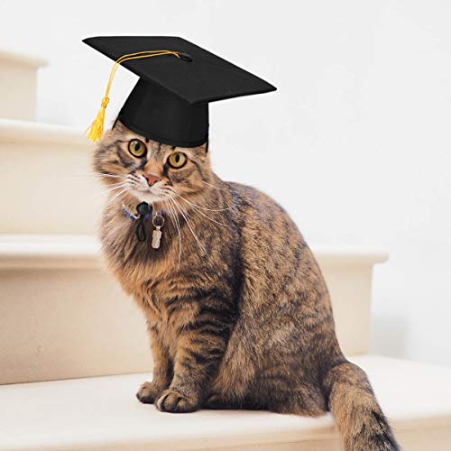 Gorro de graduación para perros doctor ajustable miniatura 3