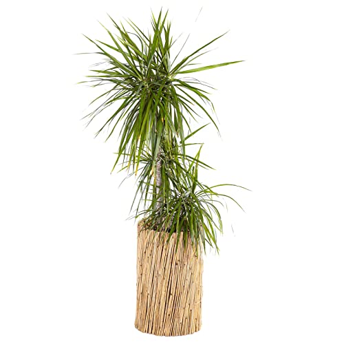 BooGardi Schilfrohrmatte Schilfmatte Sichtschutzzaun 90-200cm x 600cm · Windschutz Sonnenschutz Winterschutz Natur Partydeko Strandbar Beach Party – Bild 4