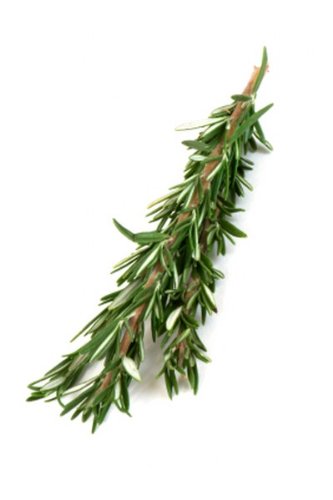 Fresh Rosemary, 3 Pack of 1 lb Each, Premium Quality Culinary Herb, Fragrant Aroma & Pine-Like Flavor, Ideal for Meat Dishes, Roasted Vegetables, Chef-Approved