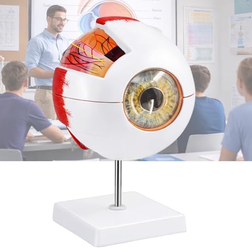 Image of Eye Anatomy Model, 6X Enlarged Eyeball Model, Human Eye Anatomical Model for Science Education Students Study Display Medical Teaching, with Removable Stand