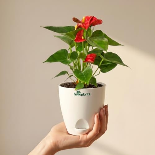Image of Anthurium Flamingo Flower Red Anthurium Live Indoor Plant Exotic Statement Blooms for Home Decor in a 4-Inch Self-Watering Matte White Pot