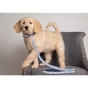 NFL PET Leash, Large, Indianapolis Colts Dog Leash, Football Team Leash for Dogs & Cats. A Shiny & Colorful Dog & Cat Leash with Embroidered Team Name/Logo Licensed by the NFL