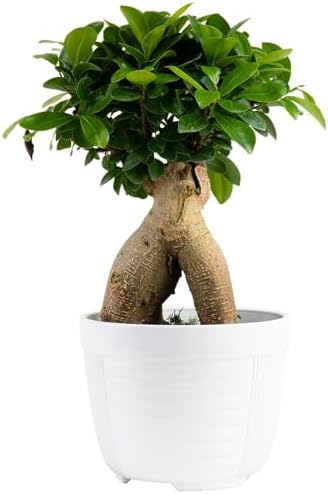 Costa Farms Bonsai Miniature Tree Live Plant in Decorative Pot, E...