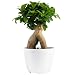 Costa Farms Mini Bonsai Ficus Fukien Tea Live Indoor Tree with Inspirational Message in Mocha Home Décor-Ready Ceramic Planter, Great Gift