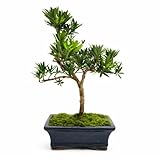 Podocarpus Bonsai Baum – Echter Indoor Bonsai – Zimmerbonsai Pflanze – Pflegeleichter Mini Bonsai für Zuhause & Büro (6-8 Jahre)