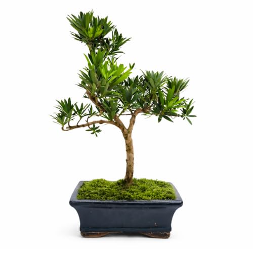 Podocarpus Bonsai Baum – Echter Indoor Bonsai – Zimmerbonsai Pflanze – Pflegeleichter Mini Bonsai für Zuhause & Büro (6-8 Jahre)