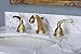 Newport Brass 880/14 Anise Gun Metal Widespread Faucet Set