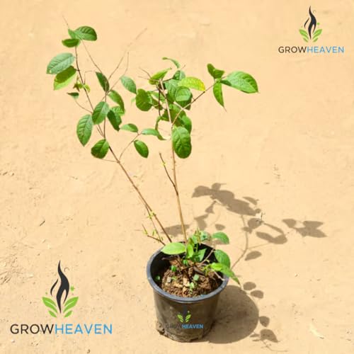 Image of live plants (MADHUMALTI FLOWER PLANT)