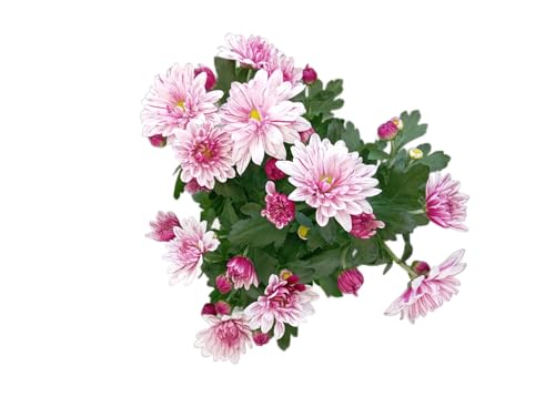 Flor de Margarita Natural en Maceta Planta de Exterior e Interior con Flores Vivas