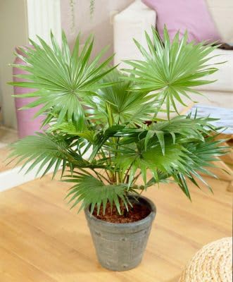 Livistona Chinese fan palm tree indoor and outdoor plant organic (B0CQ1ZYCXL) Amazon Price History, Amazon Price Tracker