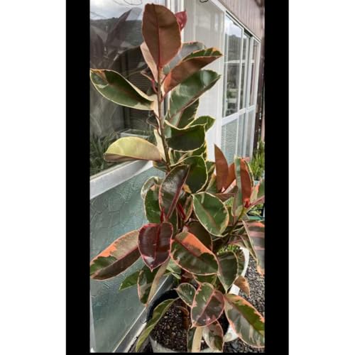 S̖ c ^ϗtA ォ1m40cm