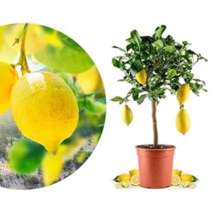 Meine Orangerie Amalfi Zitronenbaum Mezzo Zitronenpflanze