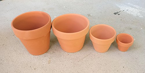 Sedum Dasyphyllum Major Corsican Stonecrop (2'' + Clay Pot) #TOP6