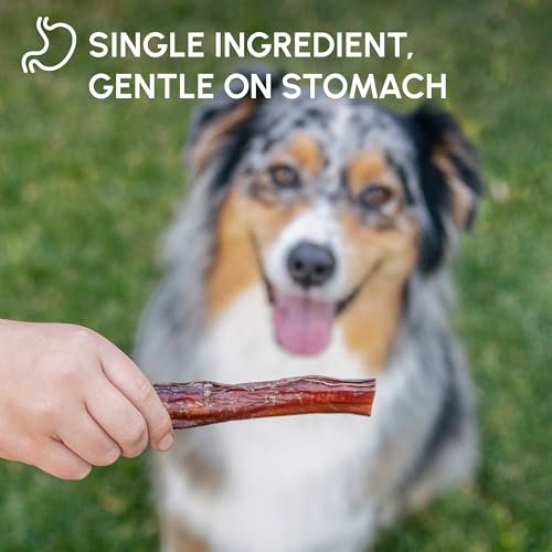 Image of Downtown Pet Supply Bully Sticks for Dogs - Natural 6 Inch Beef Chews, Odor-Free & Rawhide-Free, Long Lasting Dog Treats for Aggressive Chewers - Healthy, Safe & Delicious Chews Dogs Love (10 Pack)