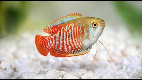 Male Dwarf Gourami Live Fish for Aquarium - Perfect Pet Gift for Fish Lovers (4PK)