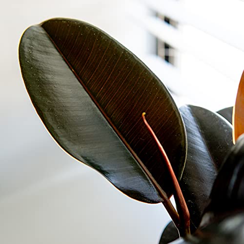 Perfect Plants Rubber Plant | Ficus Elastica 'Burgundy' | Live Indoor Houseplant | Unique Home Décor, 6In. Grower's Pot #TOP3