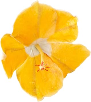 Crystal Candy Make-a-Hibiscus Wafer-Paper Flower, Yellow