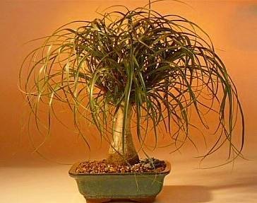 Guatemalan Red Ponytail Palm - Beaucarnea - 6" Pot - Easy To Grow - Live Plant #TOP4
