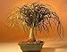 Guatemalan Red Ponytail Palm - Beaucarnea - 6