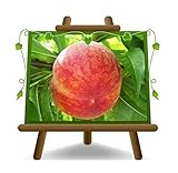Melocotones con carne amarilla Springcrest - Planta de fruta en maceta 20 - Árbol max 170-2 años cultivo Italia