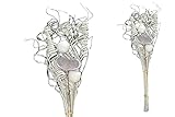 finehomegarden Exoten Sortiment 7-teilig Trockenblumen Strauß Boho Style Smart Curly White Washed 66cm Grabaufleger Trauerfloristik Allerheiligen Herbstdeko Totensonntag