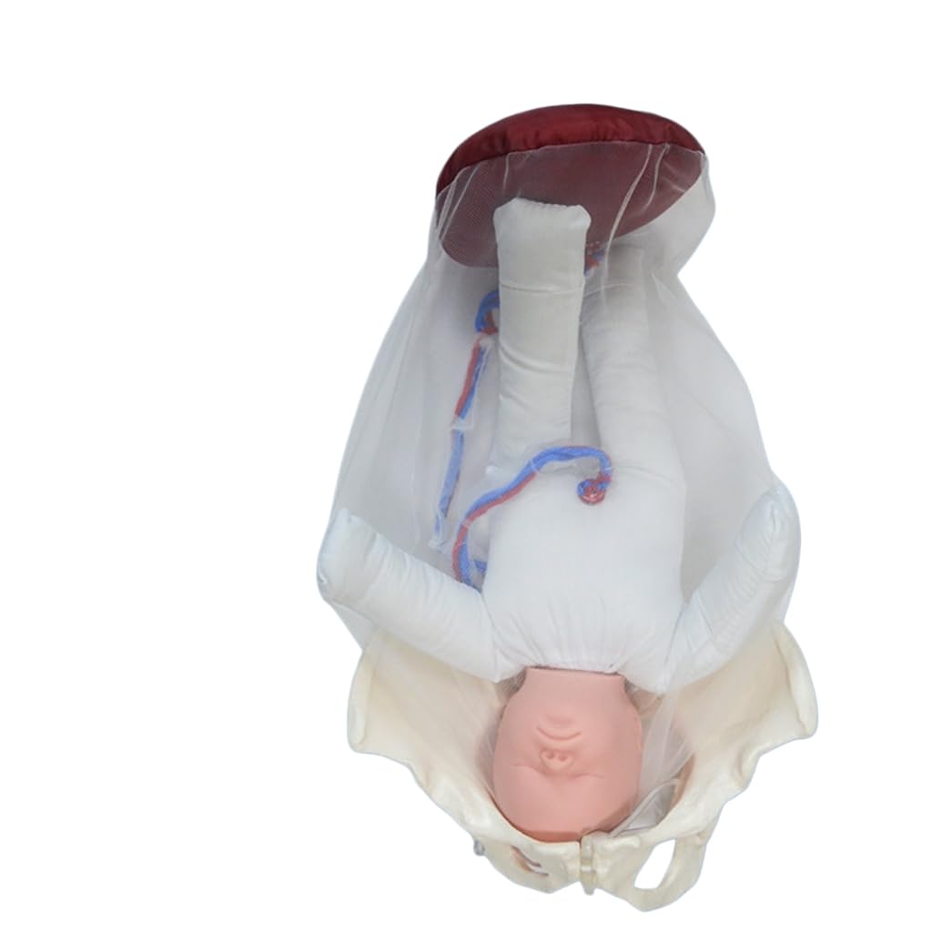 YRQMGSF Female Pelvic Childbirth Demonstration Model - Midwifery Training Model - for Gynecology Teaching
