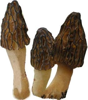 Morel Black (Morchella conica) Seeds Spores Morel Garden Mushrooms Mycelium Spawn (25g) by Garden Pleasure