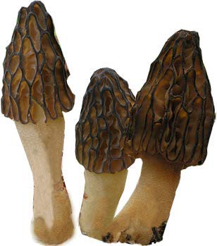 Morel Black (Morchella conica) Seeds Spores Morel Garden Mushrooms Mycelium Spawn (25g) by Garden Pleasure