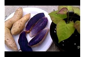 Purple Sweet Potato (1 LB), Okinawan Sweet Potato, Excellent Yields, Stores Well