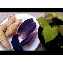 Purple Sweet Potato AKA Okinawa, Hawaii Purple Potato, White Skin Plrple Flesh1 LBExcellent yields and flavor. Stores well.