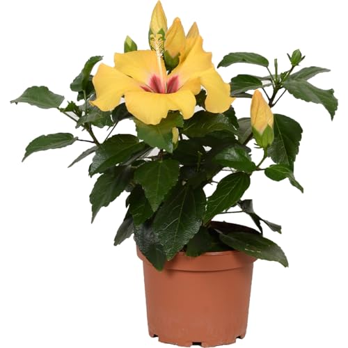 Hibiscus Natural Vivo Planta Decorativa y Resistente Apta para Climas Soleados