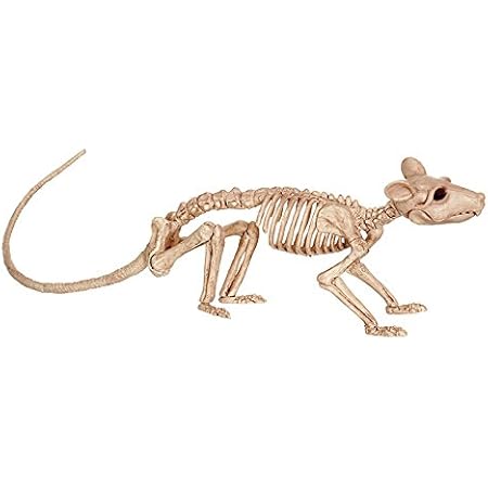 Amazon 透明標本制作所 恐怖 ネズミの骨 レプリカ 骨格標本 本物 超リアルの骸骨 ハロウィン等に ホラー 剥製 スケルトン スカル 置物 生物 動物 人体 おもちゃ