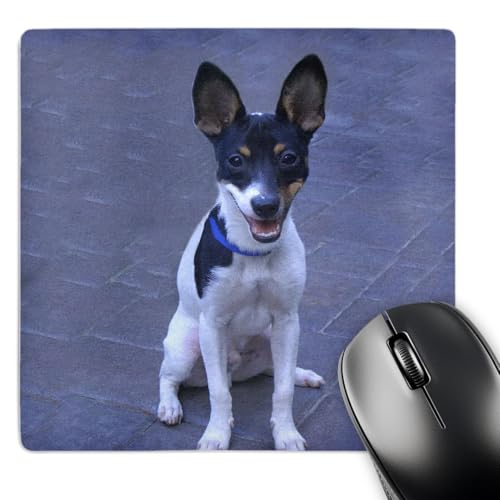 3dRose Toy Fox Terrier 2 - Mouse Pad