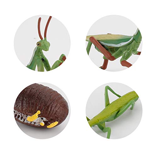 Fantarea 4 Pcs Realistic Insect Mantis Animal Life Cycle Model Figure Figurines Ornament Cake Toppers Party Favors Supplies Desktop Decoration Cognitive Toy For Boys Girls Kid 5 6 7 8 Years Old #TOP3