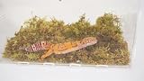 Jinymral substrat mousse pour gecko léopard, sachet de 113,4 g photo 4