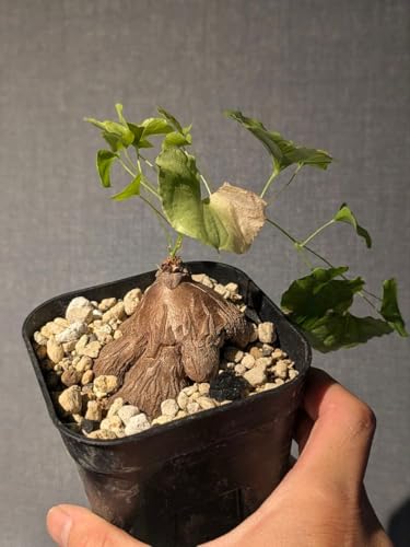 観葉植物 アフリカ亀甲竜」の人気商品一覧 | 安い商品を通販サイトから