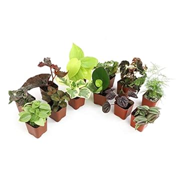 5 Tall Indoor Plants That Will Transform Your Space 2 best tall indoor plants for beginners