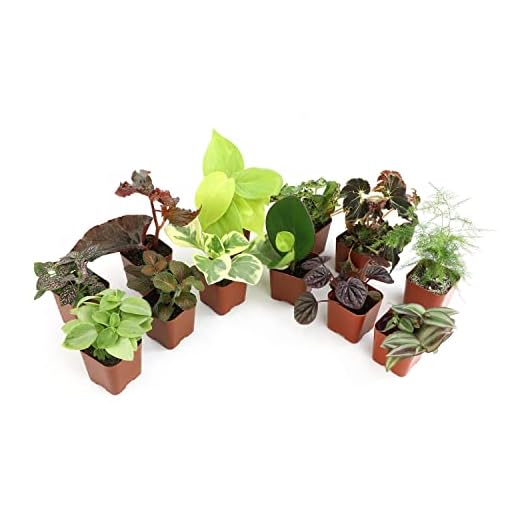 Altman Plants Live Houseplants (12PK), Indoor Plants for Delivery Prime, Live Plants and Gardening Gifts for Plant Lovers, Planters for Indoor Plants with Potting Soil, Live House Plants Indoors Live
