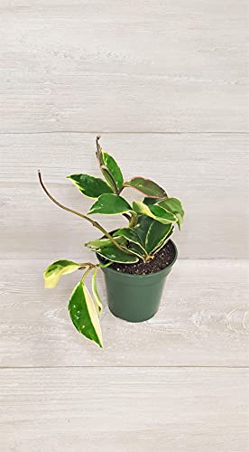 Tricolor Hoya Carnosa Krimson Queen Variegated In 4" Pot,Hoya Carnosa Variegatedin 4 Inch Pot, Limited Quantity By 3Exoticgreen #TOP5