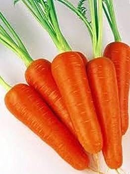 Amazon.com : Shin Kuroda Carrot Seeds - Popular Asian Market