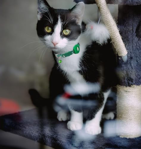Image of Airtag Cat Collar Breakaway, Safety Kitten Collar with Apple Airtag Holder,Cute GPS Cat Collar with Bell, Lightweigh Tracker Cat Collars for Girl Boy Cats, Kittens and Puppies