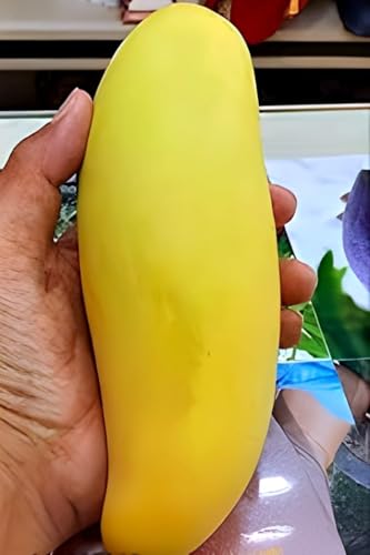 Image of Original Sweet ''Yellow Banana Mango'' Healthy Hybrid Grafted Live Plant Fruit Pack Of 1(Plant Height 1.5-2 Feet)