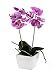 Produktbild CB Imports Kunstpflanze, Mini-Orchidee, im Topf, 33 cm, Hellrosa
