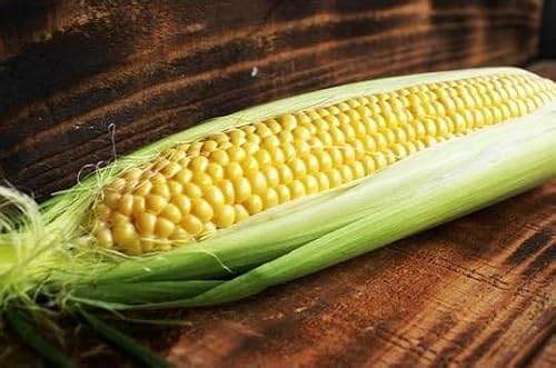 [先行予約]夏季限定 朝採り プレミアムスイートコーン 「あまいんです」 10本 約4kg | 激甘 フルーツとうもろこし ※2026年8月〜発送