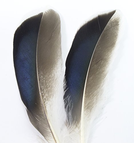 All In One Natural Feather For Diy Craft (Duck Wing) #TOP3