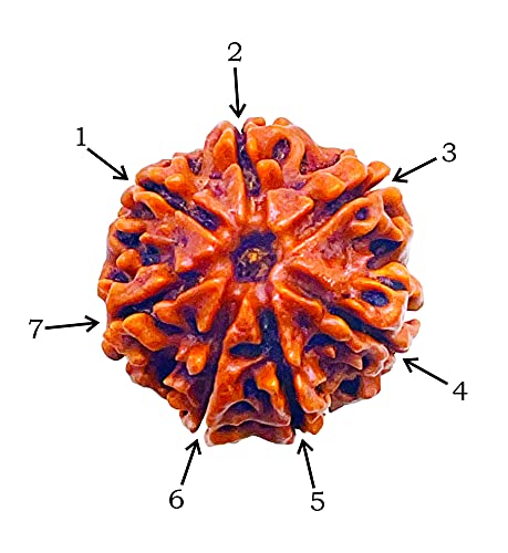 Image of Siddha 7 / Seven Mukhi Pure Rudraksha, Laboratory Certified, Carefully Capped with Silver Between Nepalese Beads with Handmade Tassel, Size 16-22mm, Color-Brown