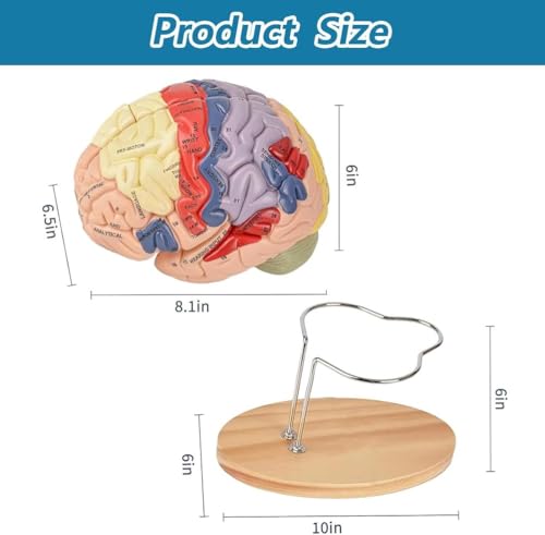 Anatomiczny model ludzkiego mózgu dla neuronauki - rozmiar życia, oznaczony kolorami, odłączany do nauki medycznej i psychologii